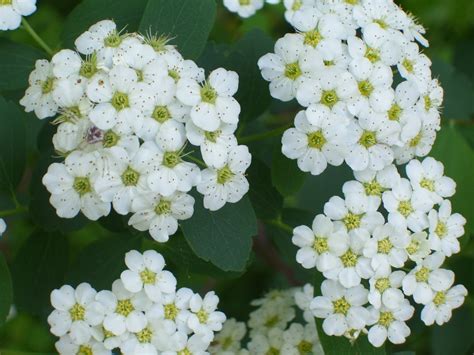 Check spelling or type a new query. PeridotsGardenBlog: White Flowers and Lady Bugs in the Garden