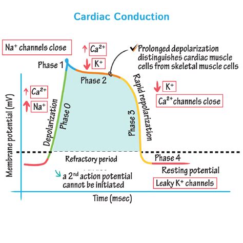 Cardiac Muscle Action Potential Physiology Flashcards Ditki Medical