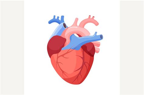 Anatomical Heart Isolated Illustrations Creative Market