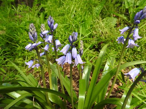 Wildflower Spanish Bluebells Hyacinthoides Hispanica Montour Trail