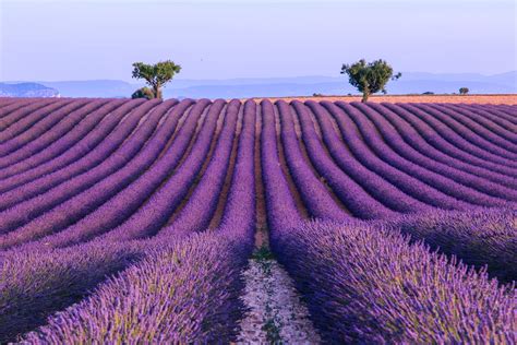 Lavender Field Summer Landscape Near Valensole Provence France