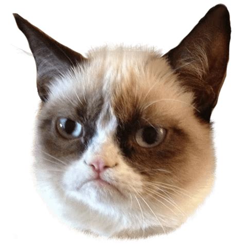 Pop Cat Meme Transparent Background Grumpy Cat No Transparent Png My