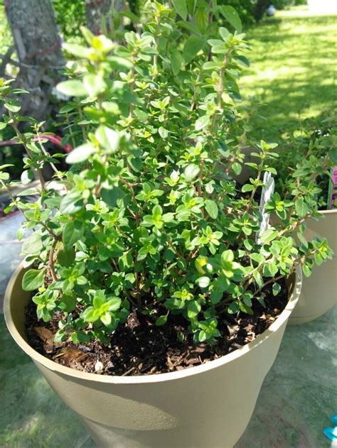 Lemon Thyme Plants Garden Thyme