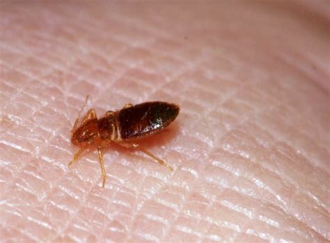 Bed Bugs May Bother Some Displaced Texans Agrilife Today