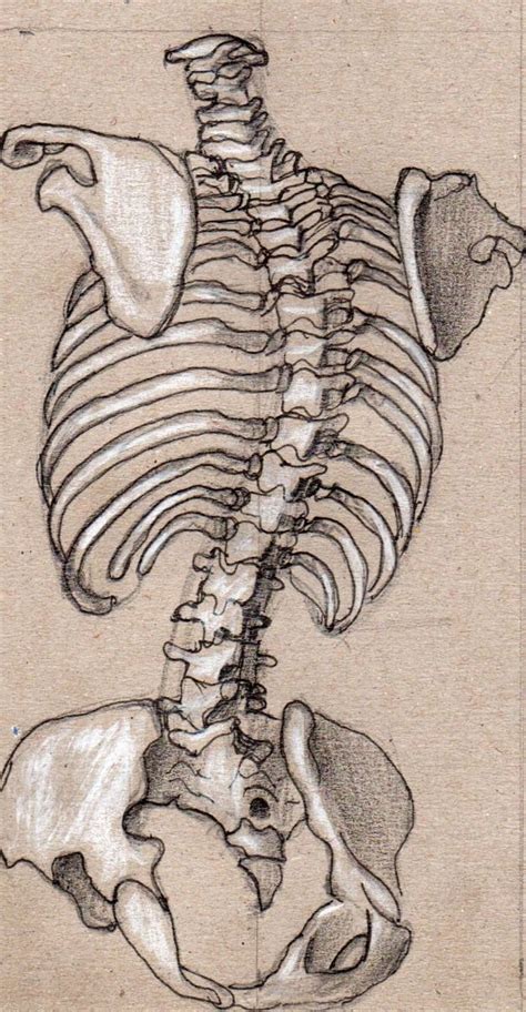 Skeleton Drawings Cool Art Drawings Art Drawings Sketches Anatomy Sketches Anatomy Drawing