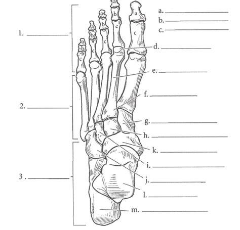 Blank Foot Diagram