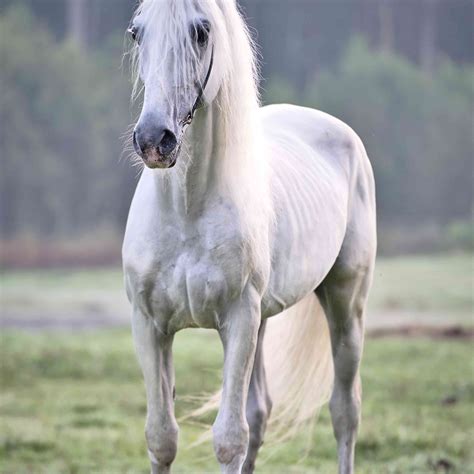orlov trotter horse breed profile