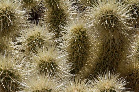 The trail focuses on teaching hikers why the cholla cactus garden is so unique and what adaptations plants and animals have developed to live here successfully. Rick & Gwen's Adventures....: Arizona for a week....