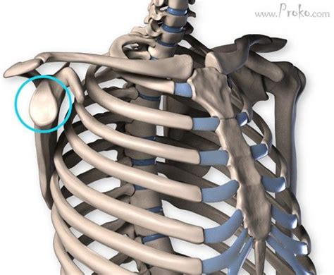 Anatomy Of The Shoulder Bones Shoulder Bones Anatomy For Artists