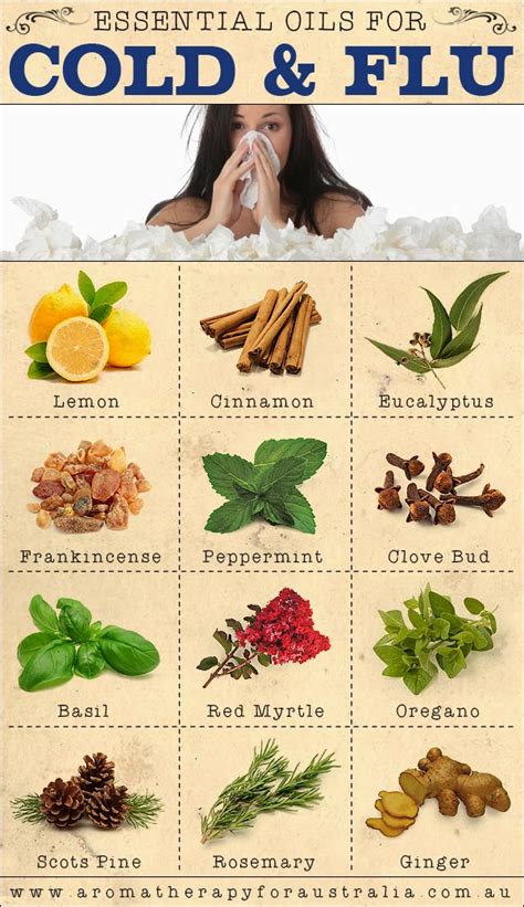 Aromatherapy For Australia 12 Essential Oils For Cold And Flu