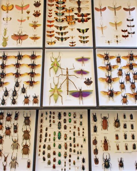 Taxidermynl Heeft Meer Dan 130 Soorten Insecten In De Collectie