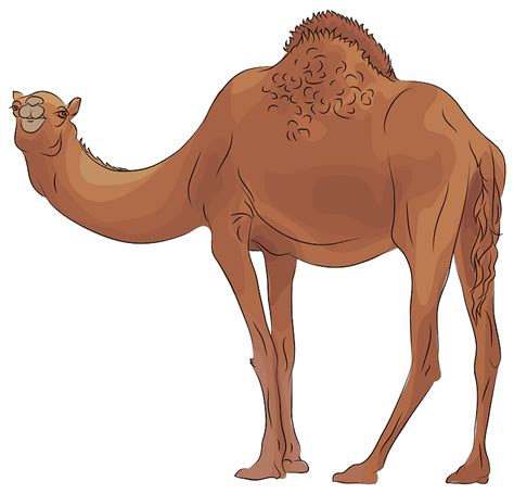 Camel Clip Art Images Free