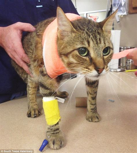 Cats may limp for a variety of reasons. Off-duty Texas police officer arrested after shooting ...