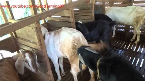 Mating And Delivery Of Two Goats Are At The Same Time Youtube