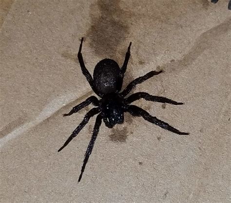 Unidentified Spider In Freeland Pennsylvania United States