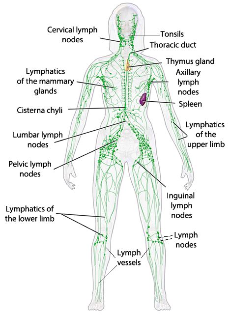 Lymphatic System Diagram Labeled