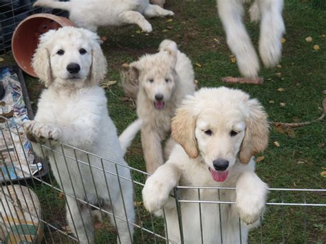 Mixed breeds can vary, but overall, goldendoodles. Goldendoodle Puppies For Sale | Kansas City, MO #243626