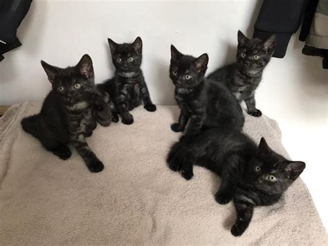 Pin on Cats!