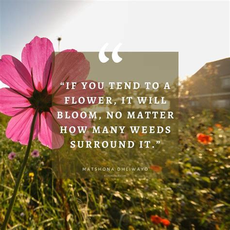 If You Tend To A Flower It Will Bloom No Matter How Many Weeds