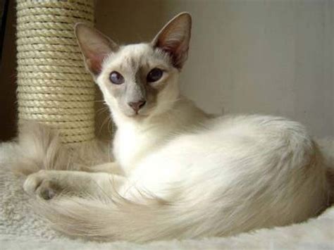 Cat Breeds Balinese And Javanese Information