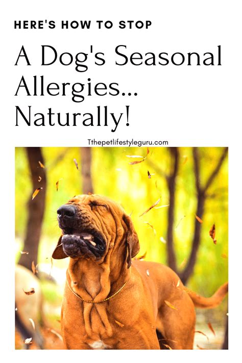 When It Comes To Seasonal Allergies Did You Know Dogs Can Get Them Too