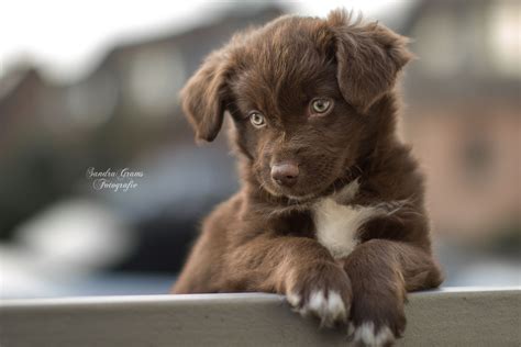 Bilder finden, die zum begriff hund süß passen. Hunde Welpe Foto & Bild | hund, welpe, tiere Bilder auf fotocommunity