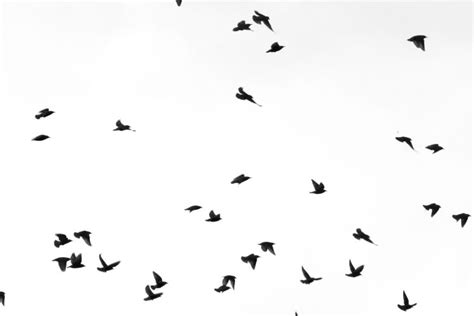 Flock Of Birds Sky Bokeh 4  Wallpapers Hd Desktop And