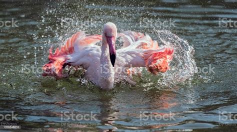 Caribbean Pink Flamingo Splashing In A Lake Stock Photo Download