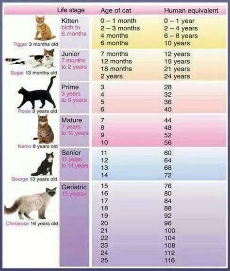 kitten age progression chart