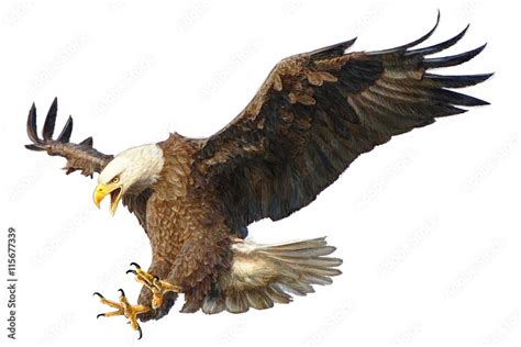 Bald Eagle Swoop Attack Head Draw And Paint Vector Illustration Stock