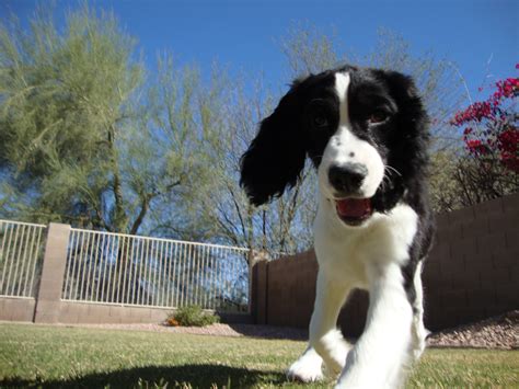 Whos A Happy Girl Lexie Our English Springer Spaniel Puppy At 4