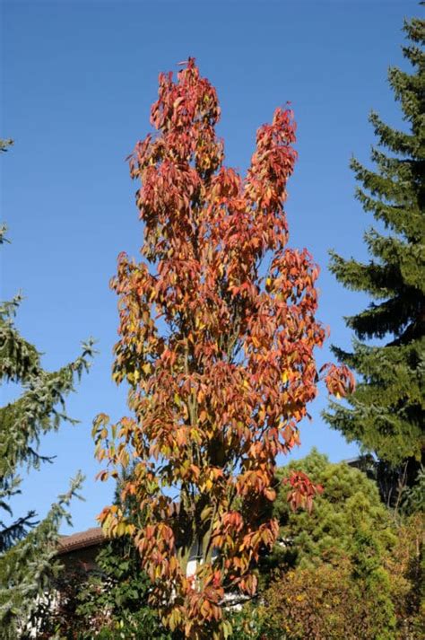 Cherry Flagpole Ornamental Trees And Shrubs