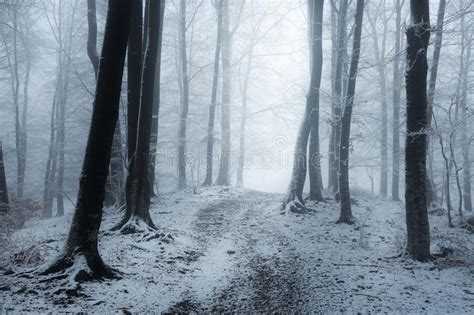 Foggy Trail In Winter Forest Stock Photo Image Of Cold Park 109717760