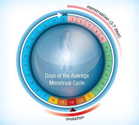 Throughout a monthly menstrual cycle. Menstrual Cycle Phases | Menstrual-Cycle-Calculator.com