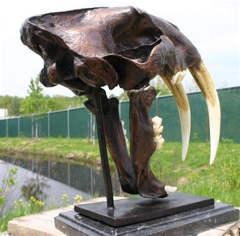 Protected by recaptcha and the google privacy policy and terms of service apply. Saber Tooth Tiger Skull Fossil Casting TK-58484