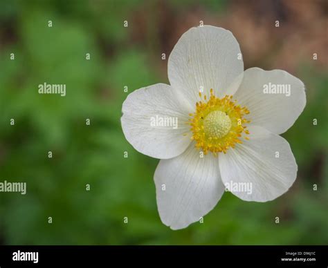 White Flower With Five Petals And Yellow Centre Stock