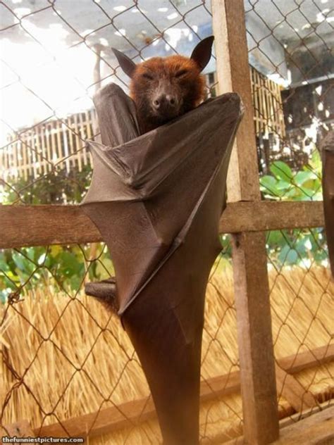 The Giant Golden Crowned Flying Fox Is One Of The Largest Bats In The