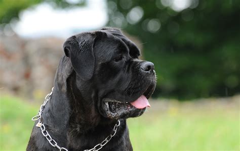 General Facts About Cane Corso Kimi Oge