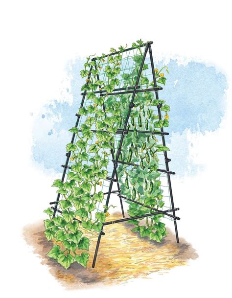 Titan A Frame Trellis For Vegetables Metal Garden