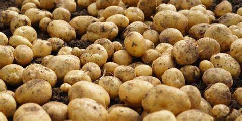 Everything You Need To Know About Potatoes Texasrealfood