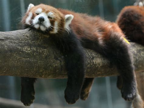 Birth Of Twin Red Pandas Gives Hope For Future Of One Of