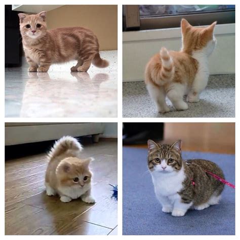 They just have shorter legs. I want a little orange munchkin cat named Nacho | Munchkin ...