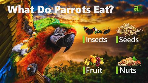 What Do Parrots Eat 50 Foods They Love A Z Animals