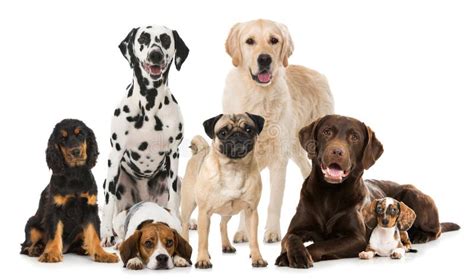Breed Dogs Stock Image Image Of Biewer Purebred Group 46519345