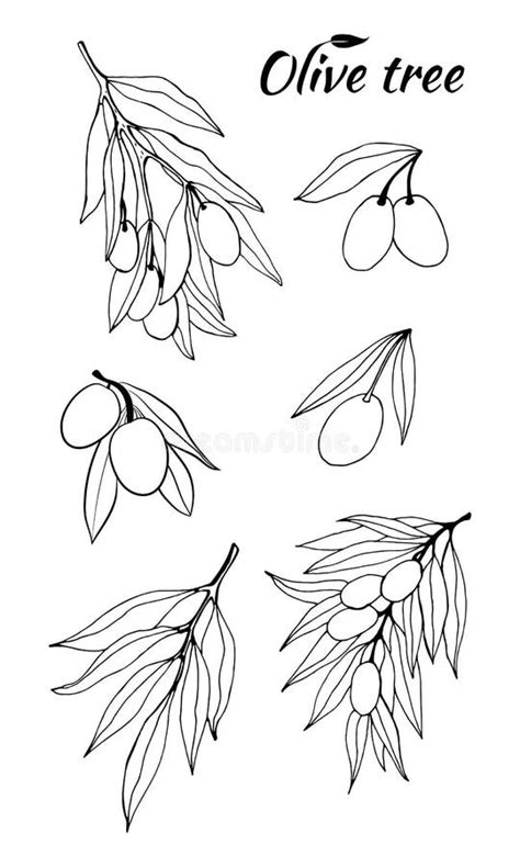 Olive Tree Branch Hand Drawn Illustration In Sketch Style Stock Vector
