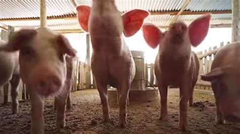 Chinese Scientists Develop Genetically Modified Low Fat Pigs Vladtv