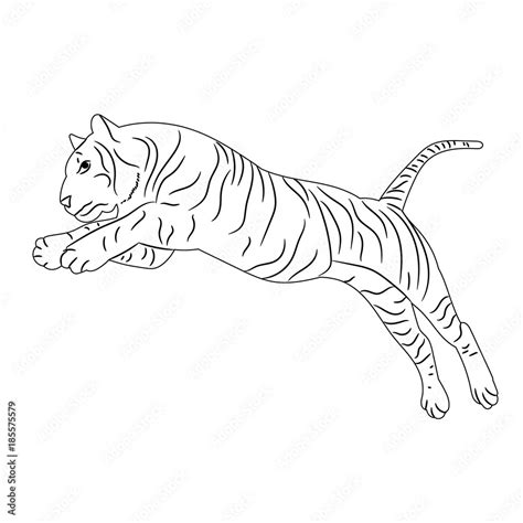 Vector Isolated Sketch Of A Tiger Jumping Stock Vector Adobe Stock