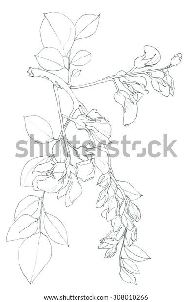 Flowering Tree Acacia Flowers Pencil Drawing Stock Illustration 308010266