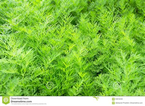 Fenchel ist ein gemüse, das nicht jeder mag. Fenchel Im Garten - Gartengestaltung Idee