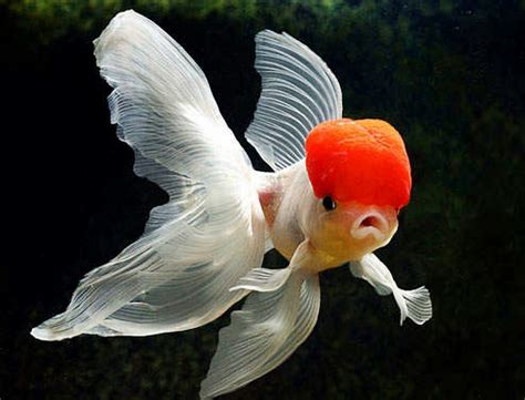 Mengenal Ikan Mas Koki ~ Dunia Air